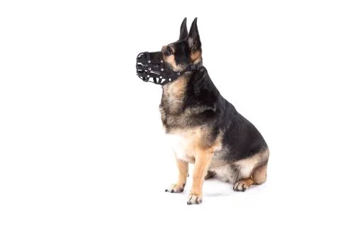 Small dog with muzzle Stock Photos