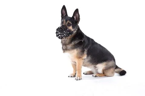 Small dog with muzzle Stock Photos