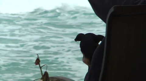 Small Dog With Ocean Backround Stock Footage 1043117