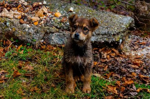 Small dog in the park Stock Photos