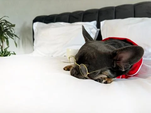 A small dog is peacefully napping on a bed with soft white linens, wearing .. Stock Photos