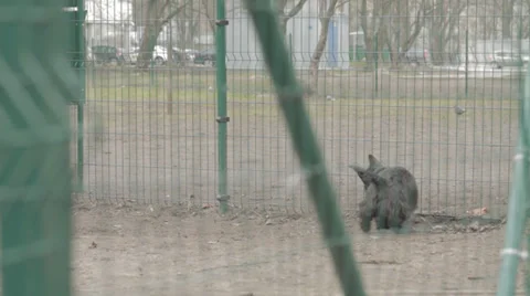 Small Dog Peeing Stock Footage 31818887