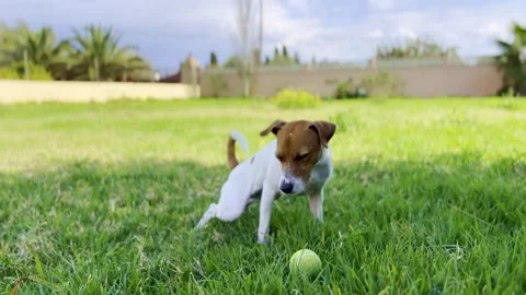 Small dog peeing Stock Footage 305170116