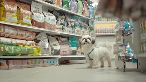 Small dog in the pet store Video stock 220542205
