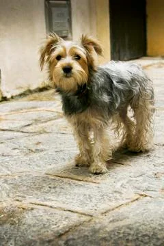 Small dog. 库存照片