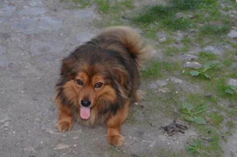 Small dog Stockfoto's