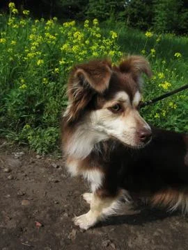 Small dog Stock Photos