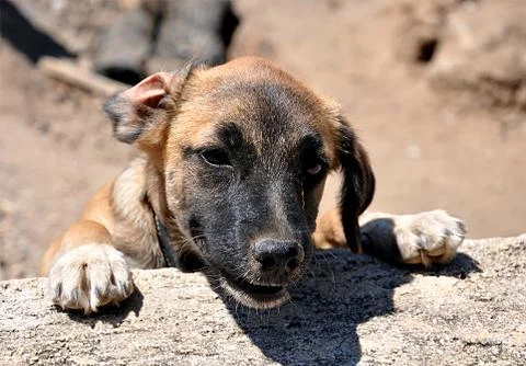 Small dog Stock Photos