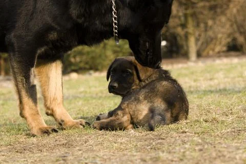 Small dog Stock Photos