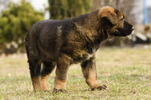 Small dog Stock Photos