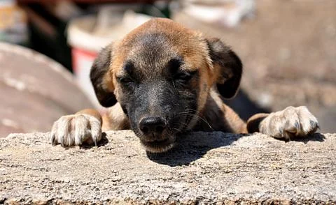 Small dog Stock Photos