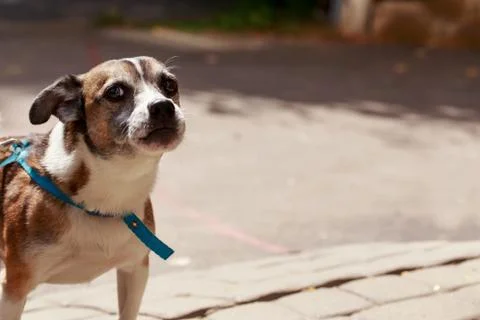 A small dog Stock Photos