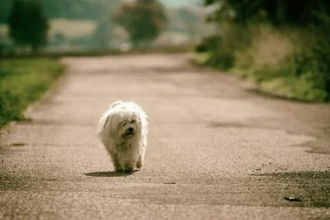 Small dog Stock Photos