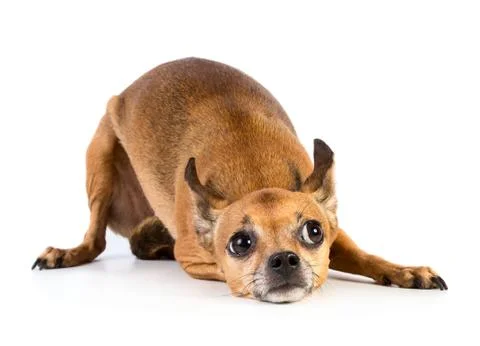 Small dog Stock Photos