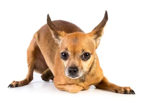 Small dog Foto stock