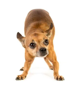 Small dog Stock Photos