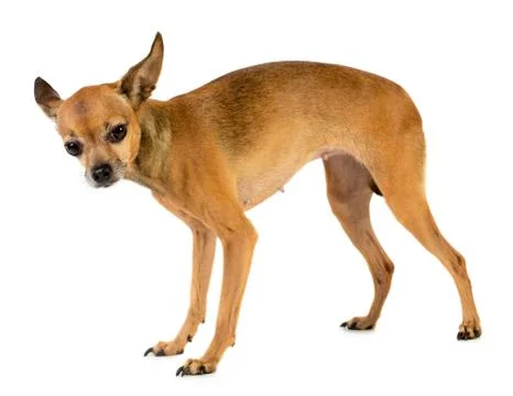 Small dog Stock Photos