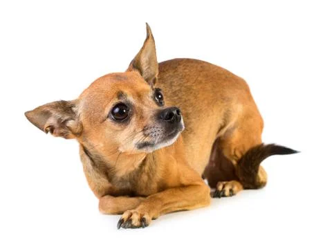 Small dog Stock Photos