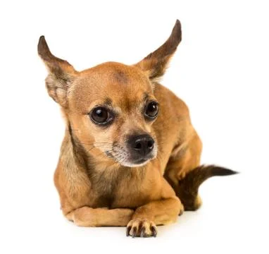 Small dog Stock Photos