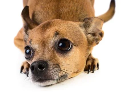 Small dog Stock Photos