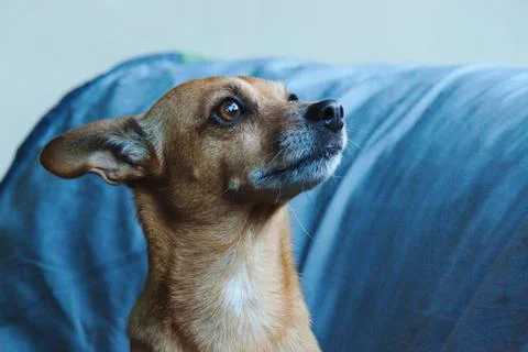 Small dog Stock-Fotos