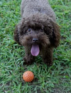 Small dog Stock Photos