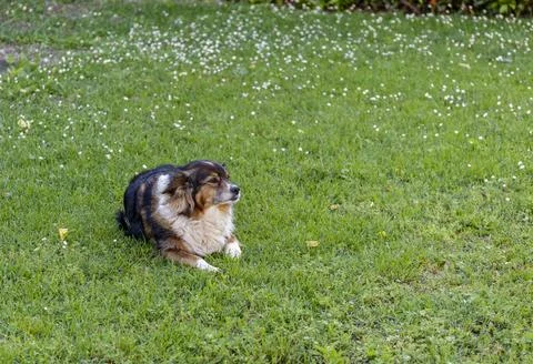 A small dog Stock Photos