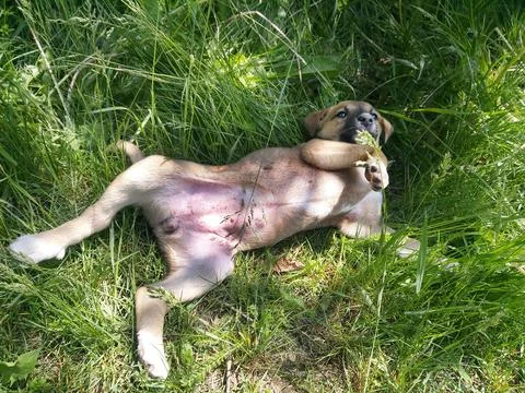 Small dog  Stock Photos