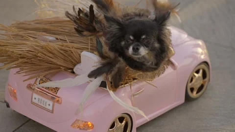 Small dog in pink convertible Stock Footage 307960755