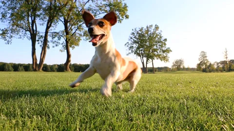 Small dog play grass Vídeo Stock 45869847