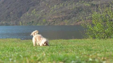 Small Dog Playing With Ball on Grass Near Lake Slow Motion Video stock 332157542