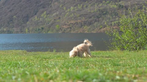 Small Dog Playing With Ball on Grass by Lake in Slow Motion Video stock 332157634