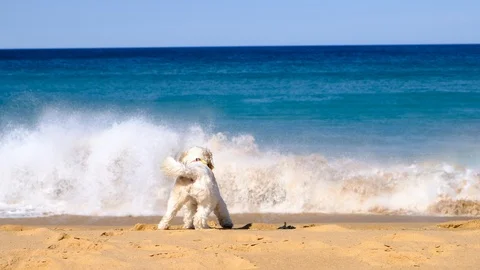 Small dog playing on the beach and running away from waves Stock Footage 93723863