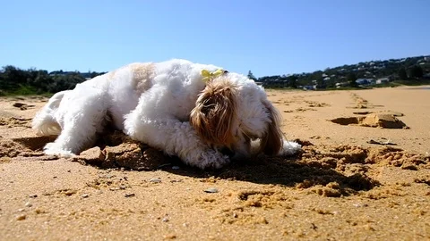 Small dog playing on beach in slow motion Stock Footage 93723443