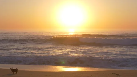 Small dog playing on beach at sunset, running along shoreline. Stock Footage 252014070