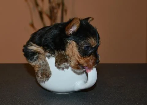 Small dog playing at the dining table in a bowl Stock Photos