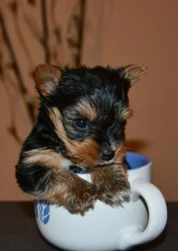Small dog playing at the dining table in a bowl Stock Photos