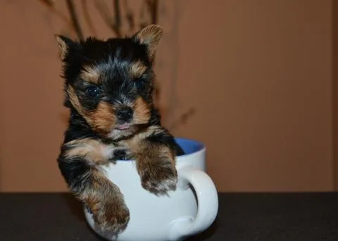 Small dog playing at the dining table in a bowl Stock Photos