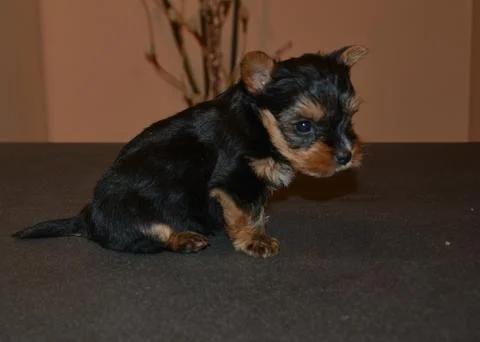 Small dog playing at the dining table Stock Photos
