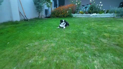 A small dog playing on the grass 動画素材 292027324