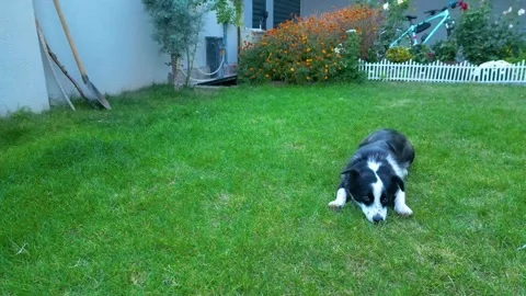 A small dog playing on the grass 動画素材 292027406