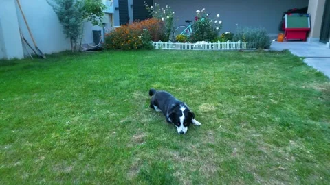 A small dog playing on the grass 動画素材 292027543