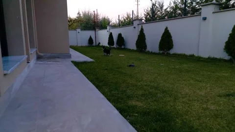 A small dog playing on the grass 動画素材 292027724