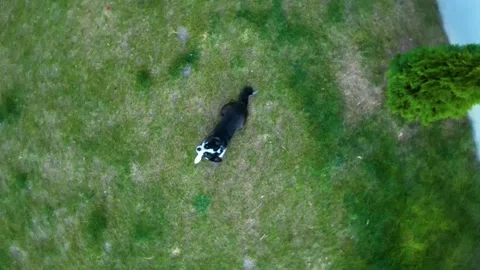 A small dog playing on the grass 動画素材 292028090