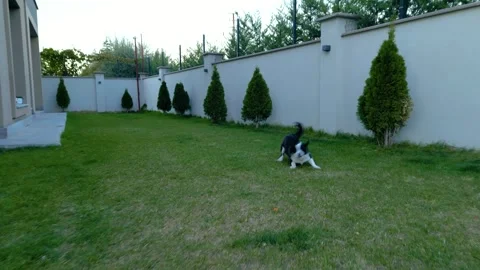 A small dog playing on the grass 動画素材 292028412