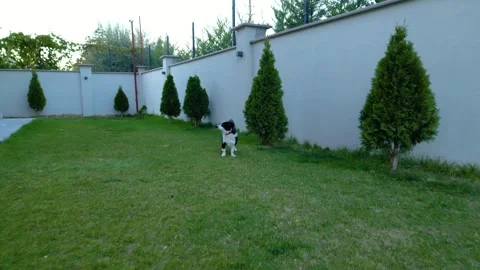A small dog playing on the grass 動画素材 292028870