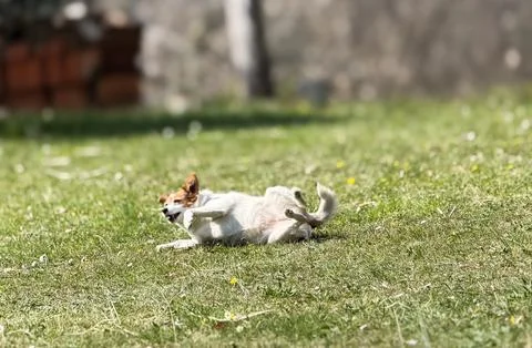 Small dog playing in a meadow, rolling on the ground in contact 库存照片