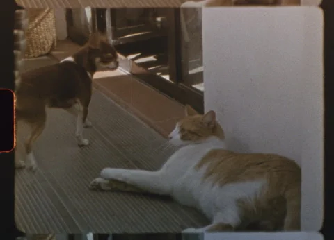 Small dog playing with orange cat on balcony in retro home video Stock Footage 307070945