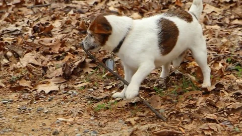 Small dog playing with stick in leaves Video stock 79456849