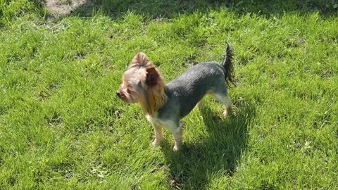 A small dog plays in a grassy area under bright sunlight. The dog moves around Stock Footage 338447769